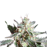 BLACK JACK F1 FAST VERSION